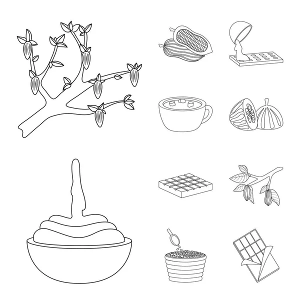 Diseño vectorial del icono de cacao y frijoles. Colección de cacao y dulzura símbolo de stock para la web . — Vector de stock