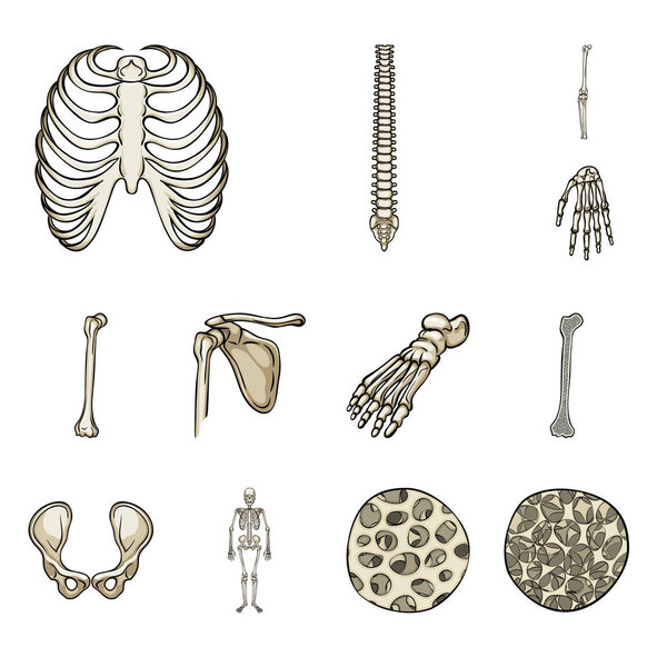 Изолированный объект из кости и символа скелета. Коллекция векторных иллюстраций костей и человеческого рода
.