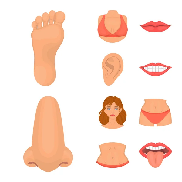 Objeto aislado de cuerpo y símbolo de parte. Colección de cuerpo y anatomía símbolo de stock para web . — Vector de stock