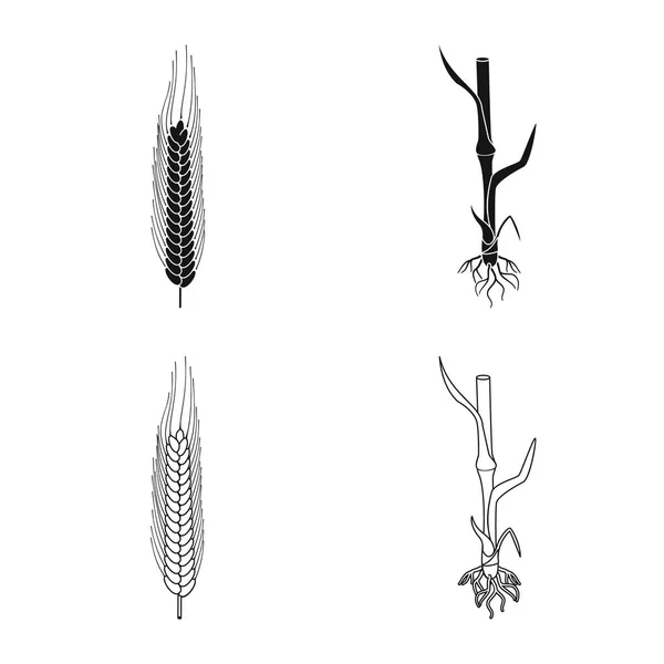 Illustrazione vettoriale dell'agricoltura e simbolo dell'agricoltura. Raccolta di icone vettoriali agricole e vegetali per lo stock . — Vettoriale Stock