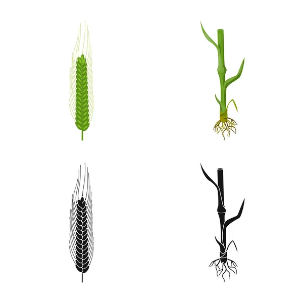 Logo isolé de l'agriculture et de l'agriculture. Ensemble d'icône vectorielle agricole et végétale pour le stock . — Image vectorielle