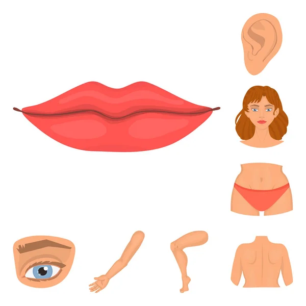 Vector ontwerp van lichaam en deel symbool. Set van lichaam en anatomie vector pictogram voor voorraad. — Stockvector