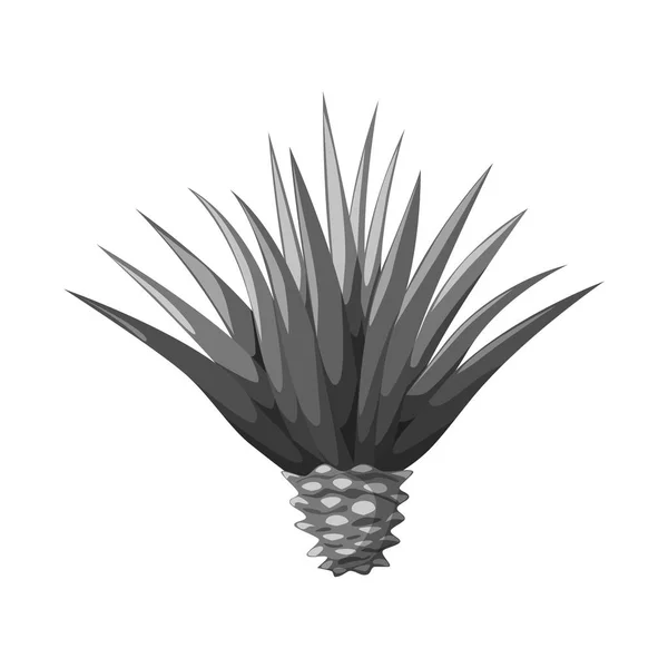 Isolated object of agave and plant  logo. Collection of agave and cactus vector icon for stock. — Stock Vector