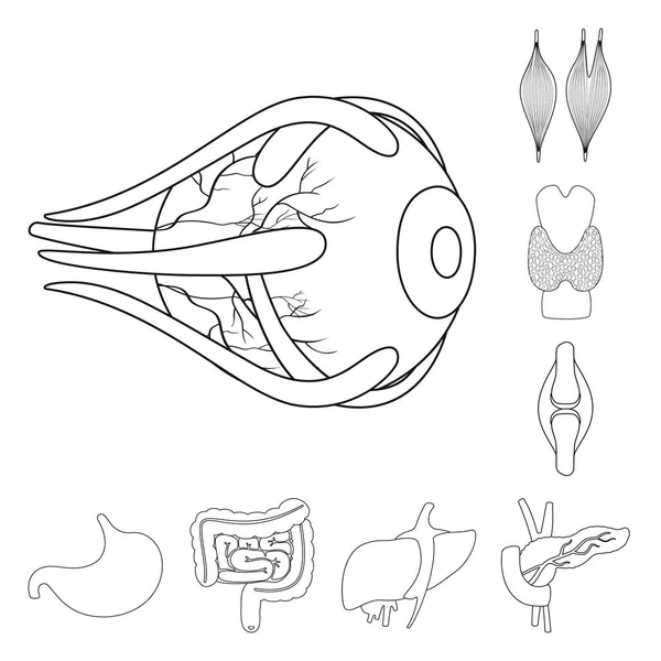 Ilustração vetorial da anatomia e do sinal do órgão. Conjunto de anatomia e ilustração vetorial de estoque médico . —  Vetores de Stock