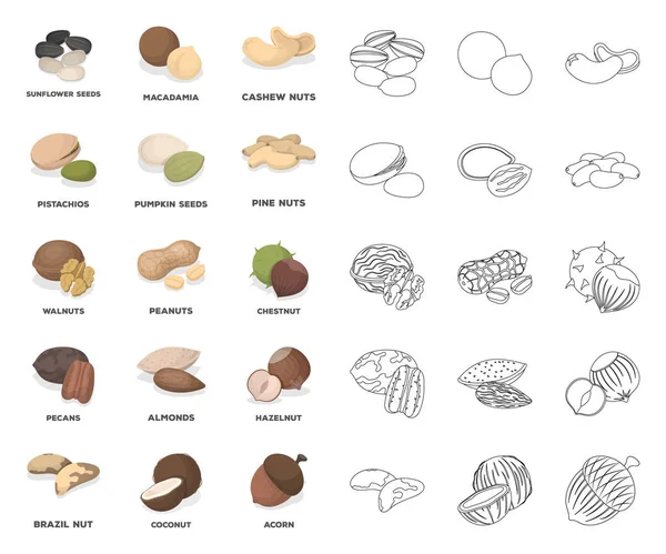 Différents types de noix dessin animé, icônes de contour dans la collection de jeu pour design.Nut Food vecteur symbole illustration web stock . — Image vectorielle