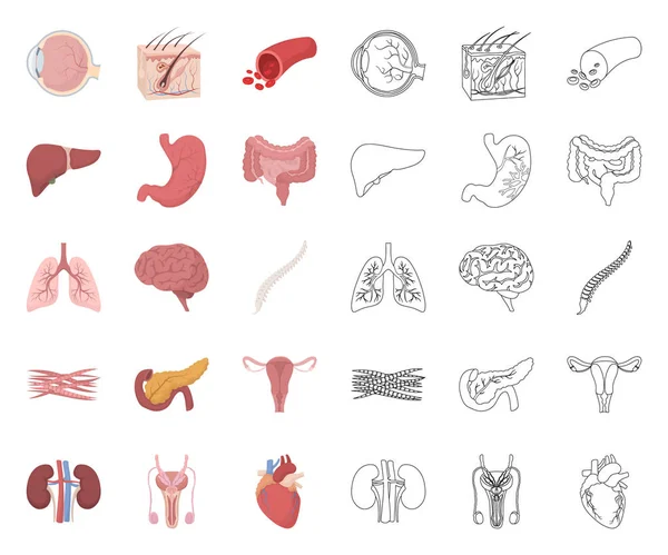 Órganos internos de una caricatura humana, esbozan iconos en la colección de conjuntos para el diseño. Anatomía y medicina vector símbolo stock web ilustración . — Archivo Imágenes Vectoriales