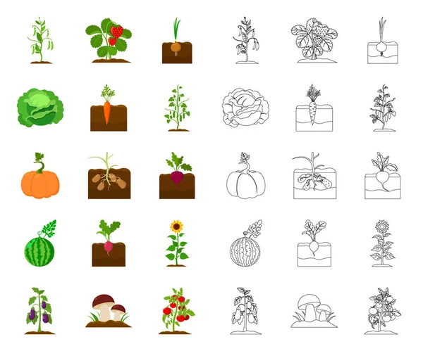 Plant, vegetable cartoon,outline icons in set collection for design. Garden and harvest vector symbol stock web illustration. — Stock Vector