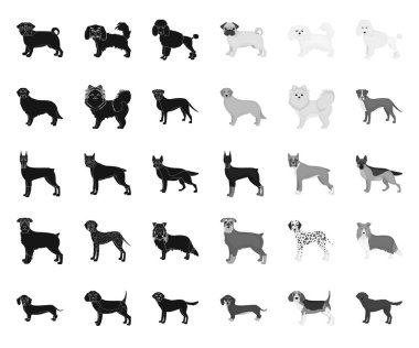 Köpek tasarım için set koleksiyonunda siyah.mono simgeleri doğurur. Köpek pet vektör sembolü stok web illüstrasyon.