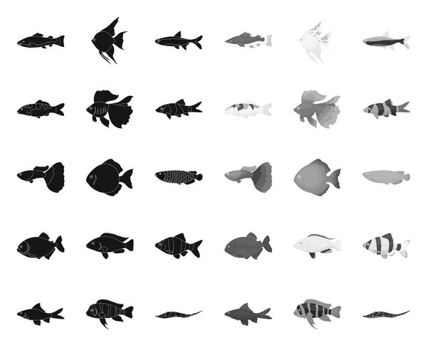 Different types of fish black.mono icons in set collection for design. Marine and aquarium fish vector symbol stock web illustration.