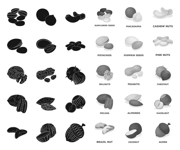 Különféle NUTS Black. mono ikonok a készlet gyűjteményben a design. Nut élelmiszer vektor szimbólumkészlet web illusztráció. — Stock Vector