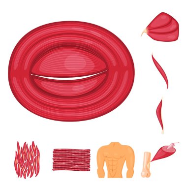 Kas ve hücreleri sembolü yalıtılmış nesne. Web için kas ve anatomi hisse senedi simgesi kümesi.