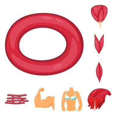 Kas ve hücrelerin izole nesne işareti. Kas ve anatomi stok vektör illüstrasyon koleksiyonu.