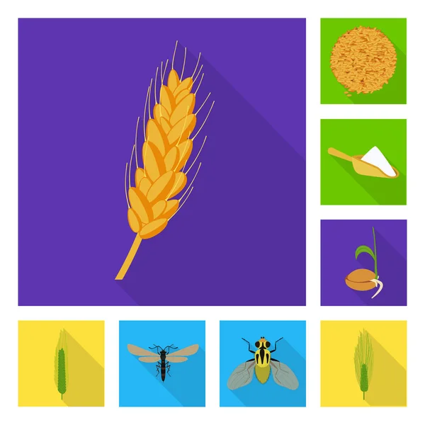 Geïsoleerde object van tarwe en maïs pictogram. Collectie van tarwe en oogst voorraad vectorillustratie. — Stockvector