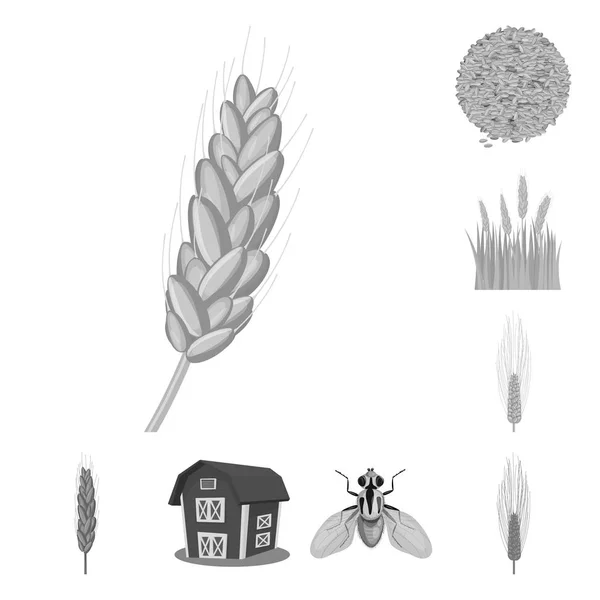 Изолированный объект из ржи и иконы растения. Коллекция векторных иллюстраций из ржи и кукурузы . — стоковый вектор