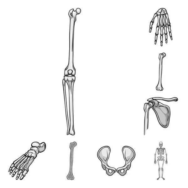 Vektorillustration av biologi och medicinsk ikonen. Samling av biologi och skelett lager vektorillustration. — Stock vektor