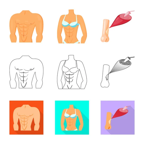 Ilustração vetorial de fibra e símbolo muscular. Coleção de fibra e corpo símbolo de estoque para web . — Vetor de Stock