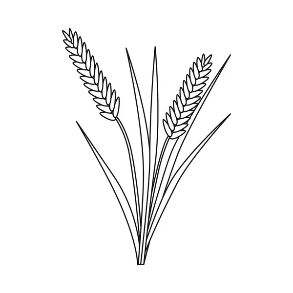 Tahıl ve pirinç simgesinin vektör çizimi. Tahıl ve bahçe stok vektör illüstrasyon koleksiyonu. — Stok Vektör