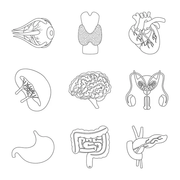 Oggetto isolato di anatomia e logo d'organo. Set di anatomia e icona vettoriale medica per magazzino . — Vettoriale Stock
