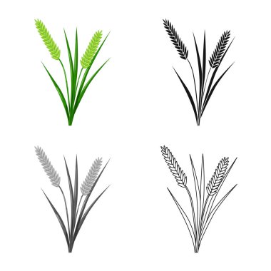 Tahıl ve pirinç sembolü izole nesne. Stok için tahıl ve bahçe vektör simgesinin toplanması.