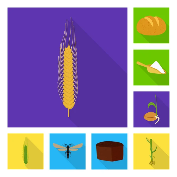 Diseño vectorial de trigo y maíz icono. Recogida de trigo y símbolo del stock de cosecha para la web . — Archivo Imágenes Vectoriales