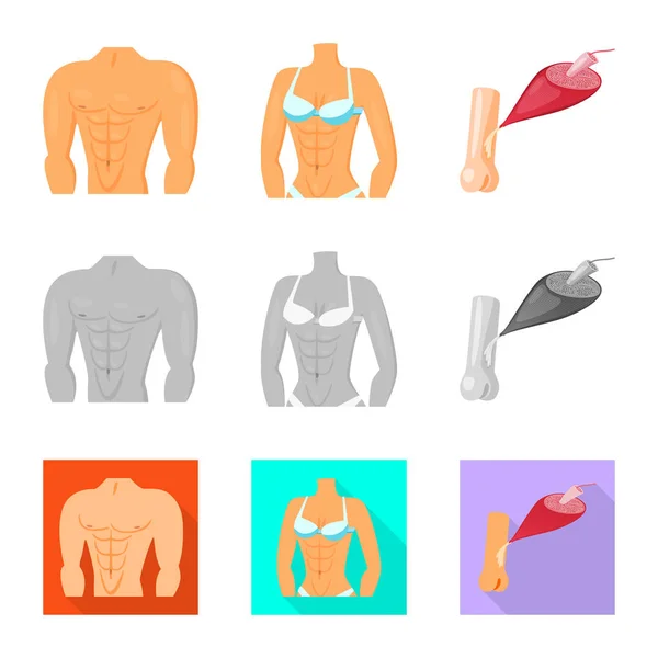 Diseño vectorial de fibra y signo muscular. Colección de fibra y cuerpo símbolo de stock para la web . — Vector de stock