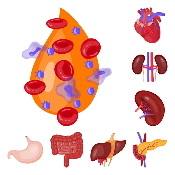 Isoliertes Objekt der Anatomie und Organlogo. Sammlung von Anatomie und medizinischem Vektorsymbol für Aktien. — Stockvektor