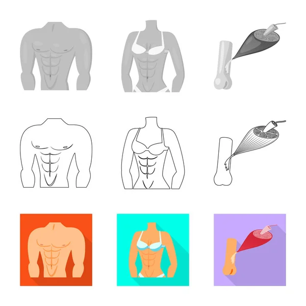 Diseño vectorial de fibra y signo muscular. Conjunto de fibra y cuerpo stock vector ilustración . — Vector de stock