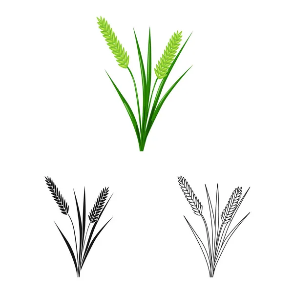곡물과 쌀 로고의 벡터 그림입니다. 컬렉션 의 곡물 과 정원 스톡 벡터 일러스트. — 스톡 벡터