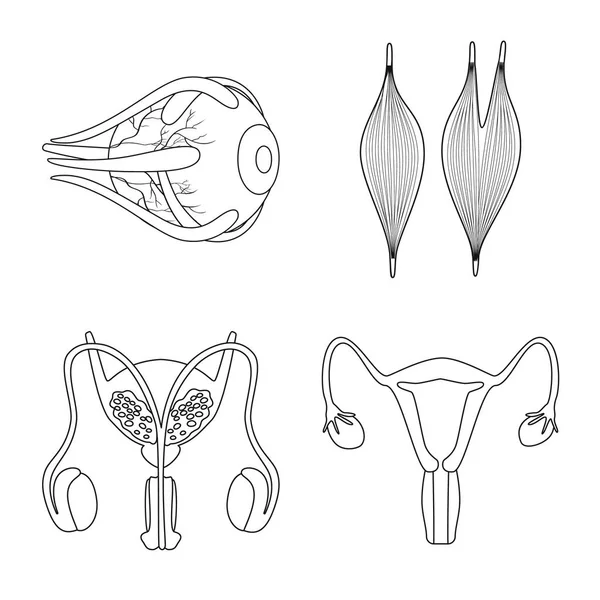 Design vettoriale dell'anatomia e del segno d'organo. Raccolta di anatomia e stock medico illustrazione vettoriale . — Vettoriale Stock