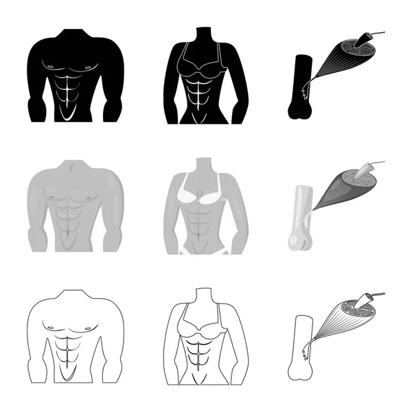 Diseño vectorial de fibra e icono muscular. Colección de fibra y cuerpo símbolo de stock para la web . — Archivo Imágenes Vectoriales