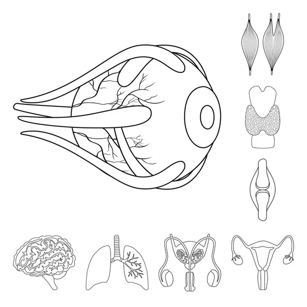 Desenho vetorial de anatomia e logotipo do órgão. Conjunto de anatomia e ilustração vetorial de estoque médico . —  Vetores de Stock
