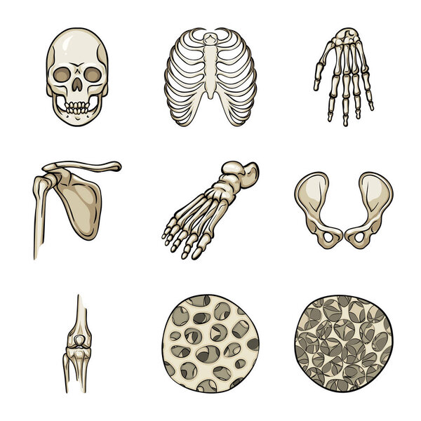 Векторный дизайн кости и символа скелета. Коллекция векторных иллюстраций костей и человеческого рода
.