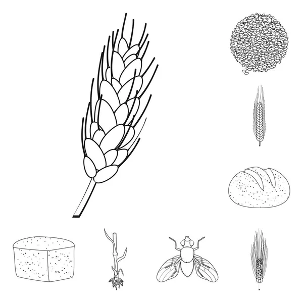 Vector design of agriculture and farming icon. Collection of agriculture and plant  stock symbol for web. — Stock Vector