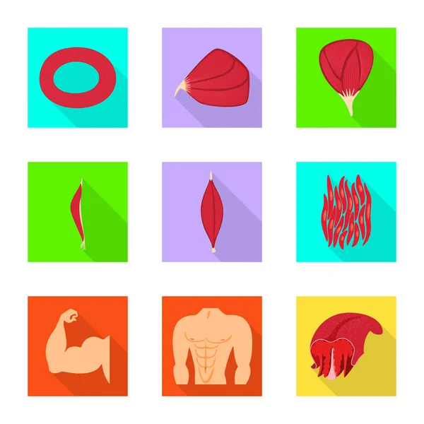 Vector illustratie van spier en cellen pictogram. Set van spier en anatomie voorraad symbool voor web. — Stockvector