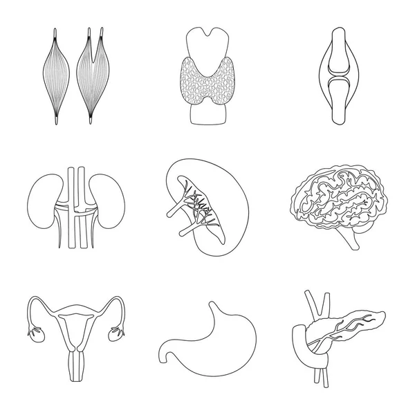 Diseño vectorial de anatomía y logotipo del órgano. Colección de anatomía y stock médico ilustración vectorial . — Vector de stock