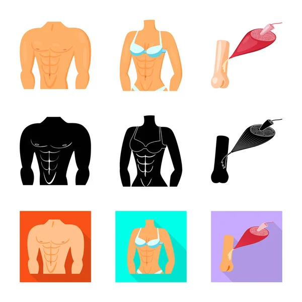 Ilustración vectorial de fibra y signo muscular. Conjunto de fibra y cuerpo símbolo de stock para web . — Archivo Imágenes Vectoriales