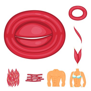 Kas ve hücre logosu vektör tasarımı. Stok için kas ve anatomi vektör simgesi koleksiyonu.