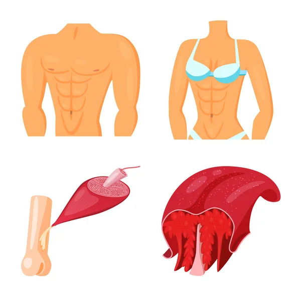 Vektorillustration av muskler och celler symbol. Samling av muskel och anatomi aktiesymbol för webben. — Stock vektor