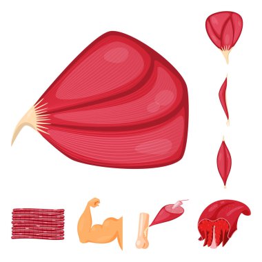 Kas ve hücre simgesinin vektör çizimi. Web için kas ve anatomi stok sembolü seti.