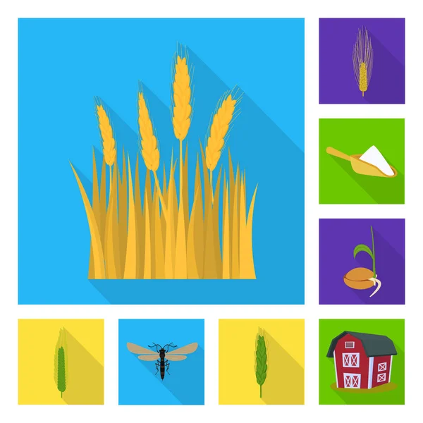 Diseño vectorial de trigo y maíz icono. Conjunto de trigo y vector de cosecha icono para stock . — Archivo Imágenes Vectoriales