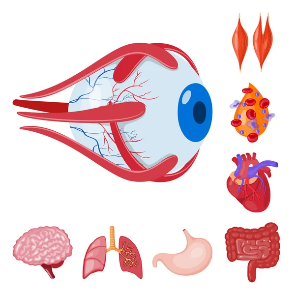 Anatomi ve organ simge vektör Illustration. Anatomi ve tıbbi hisse senedi vektör çizim. — Stok Vektör