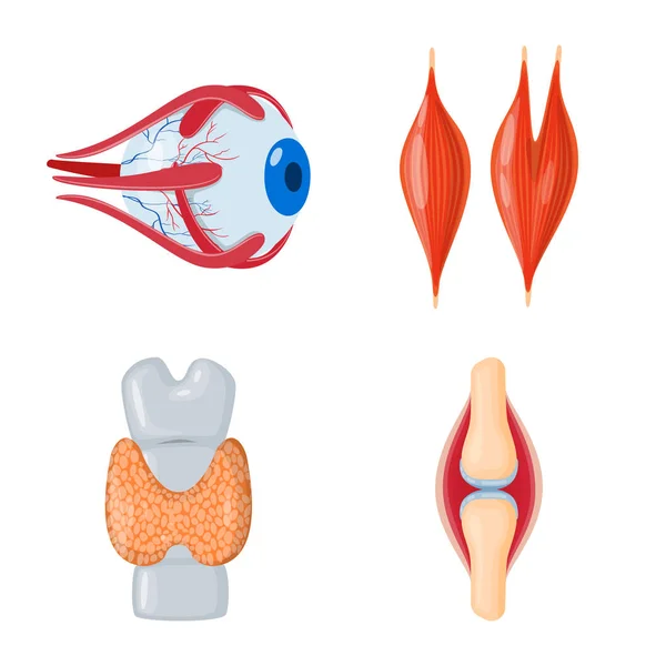 Objeto isolado de anatomia e sinal de órgão. Conjunto de anatomia e ícone vetorial médico para estoque . —  Vetores de Stock