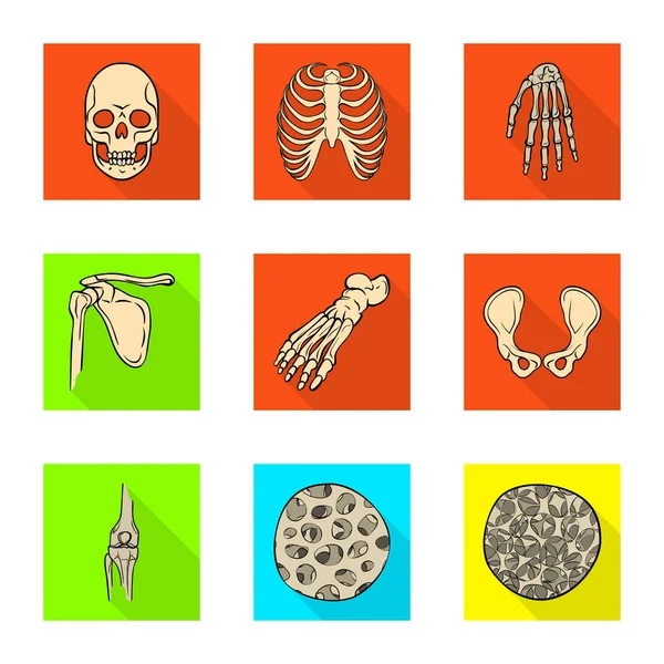 뼈와 해골 아이콘의 고립 된 개체입니다. 뼈 및 웹에 대 한 인간의 주식 기호 모음. — 스톡 벡터