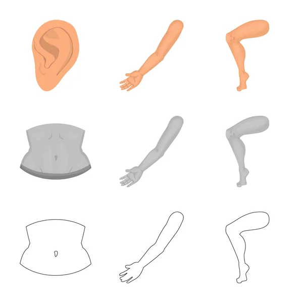 Geïsoleerde object van lichaam en deel logo. Collectie van lichaam en anatomie voorraad vectorillustratie. — Stockvector