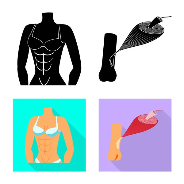 Ilustración vectorial de fibra e icono muscular. Conjunto de fibra y cuerpo vector icono para stock . — Vector de stock