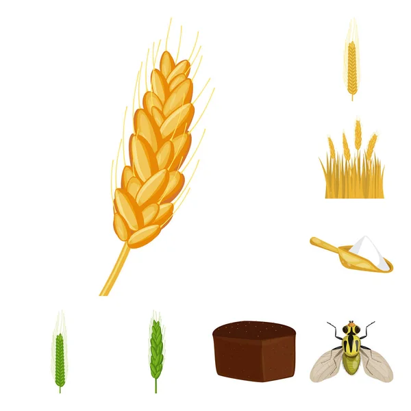 Изолированный объект из пшеницы и кукурузы символ. Сбор векторной иллюстрации пшеницы и урожая . — стоковый вектор