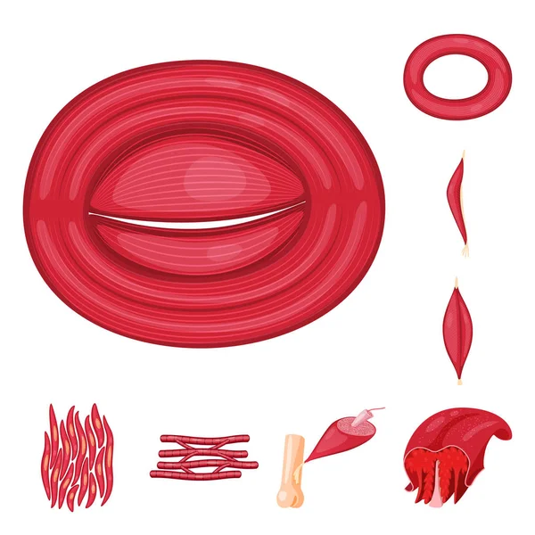 Kas ve hücreleri logo vektör tasarımı. Kas ve anatomi hisse senedi vektör çizim topluluğu.