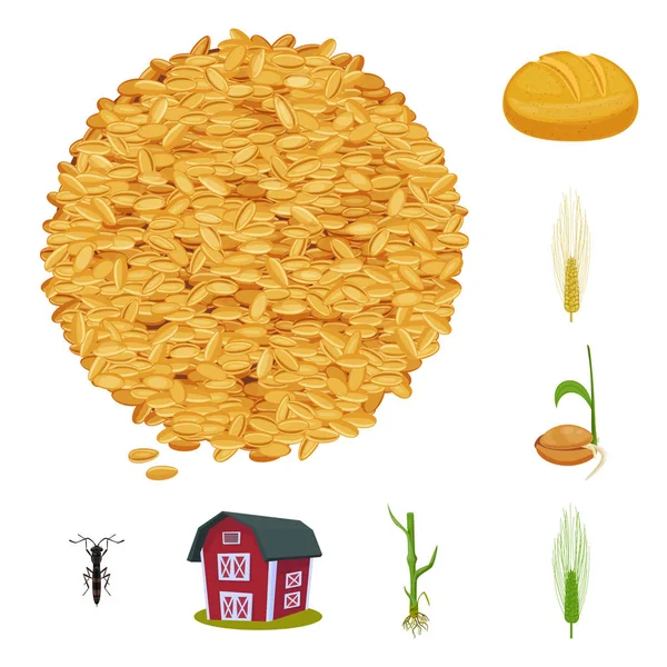 Illustrazione vettoriale del segno del grano e del mais. Set di grano e stock di raccolto simbolo per il web . — Vettoriale Stock