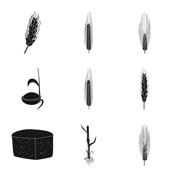 Ilustración vectorial de centeno y signo vegetal. Colección de centeno y maíz símbolo de stock para la web . — Archivo Imágenes Vectoriales