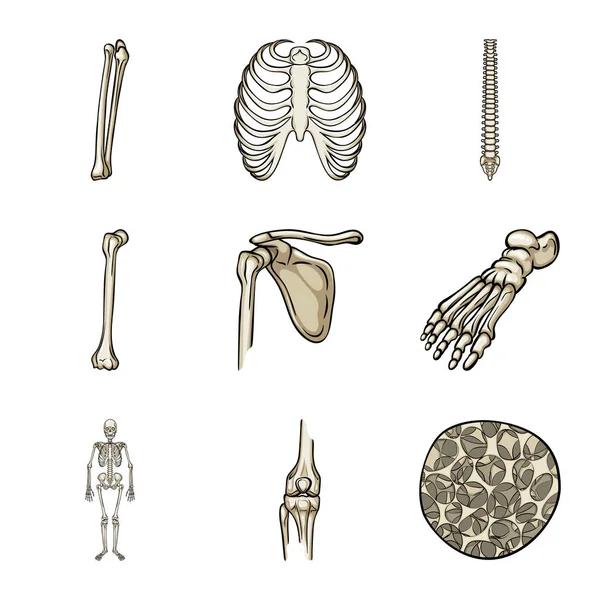 Diseño vectorial del signo óseo y esquelético. Colección de ilustración de vectores óseos y humanos . — Vector de stock